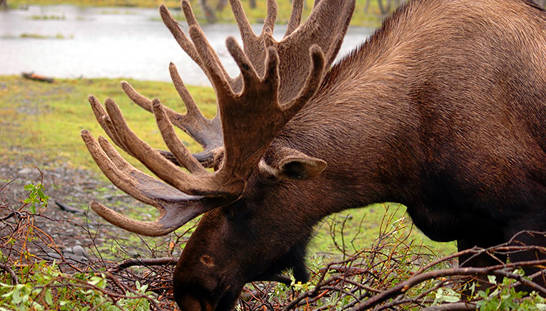 Walq-alaska-walking-6